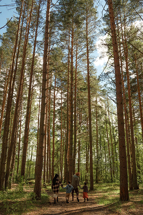 banos de bosque